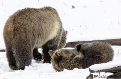 Snow and Cubs YNP May 2025